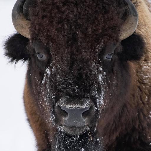 Bear5101