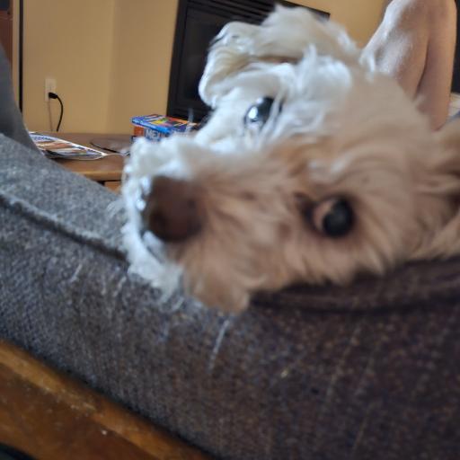 schnoodleoodle