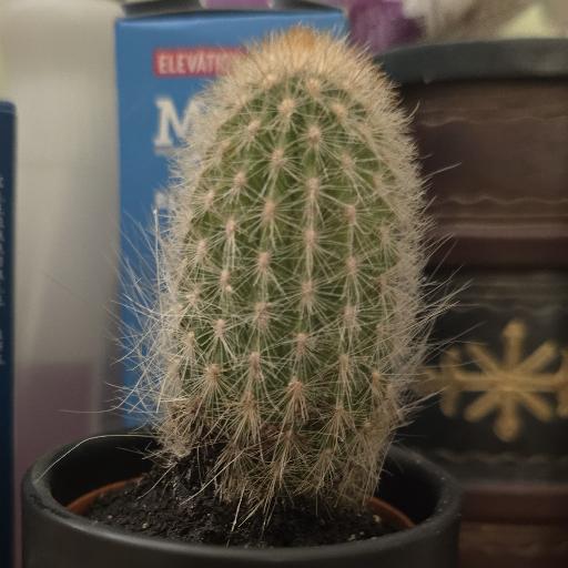 Jujubean1217
