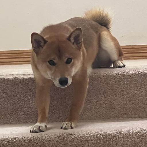 MRBoboya