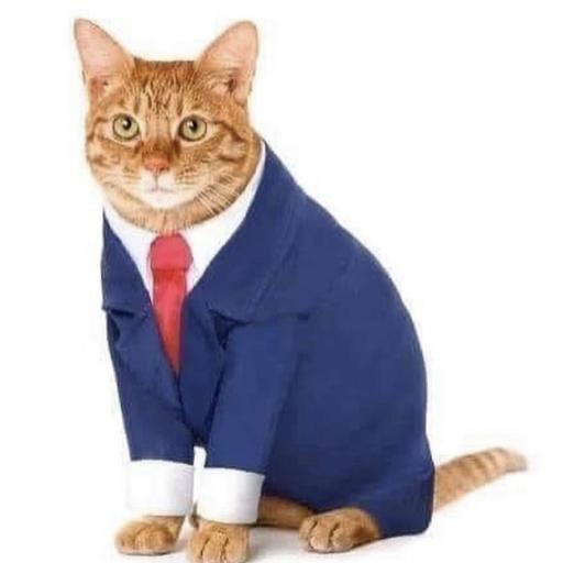 GatitoSuave