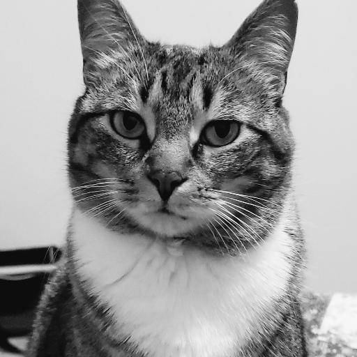 cautious_Kitty