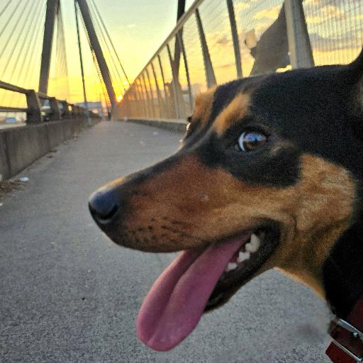 Chippersydney