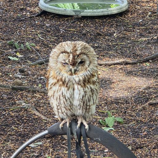 LeeOwl28