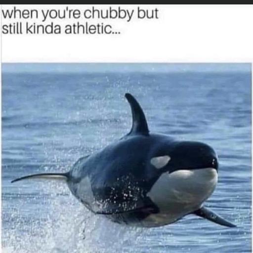 SeibsRUs
