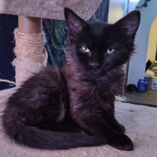 hellcatNyx