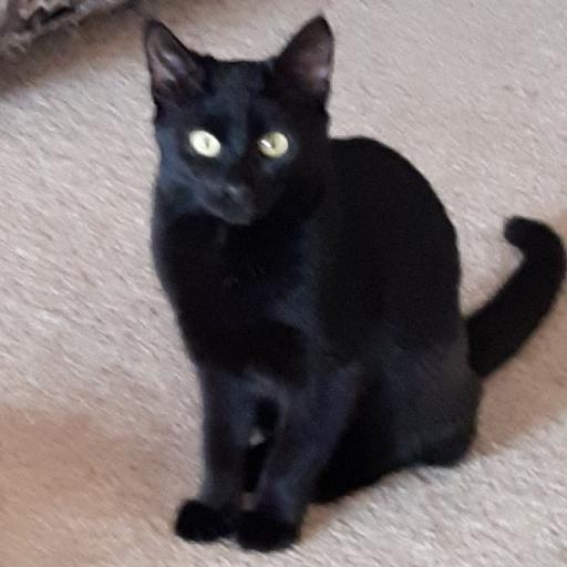 BlackxCat