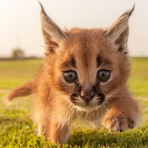 1Kitty
