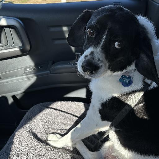 Rascal1