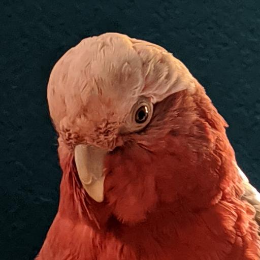 Galah_Holdings