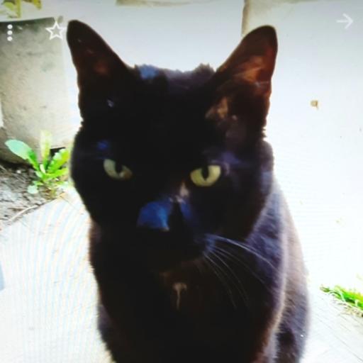 BlackCat17