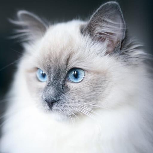 Catastrophicblues