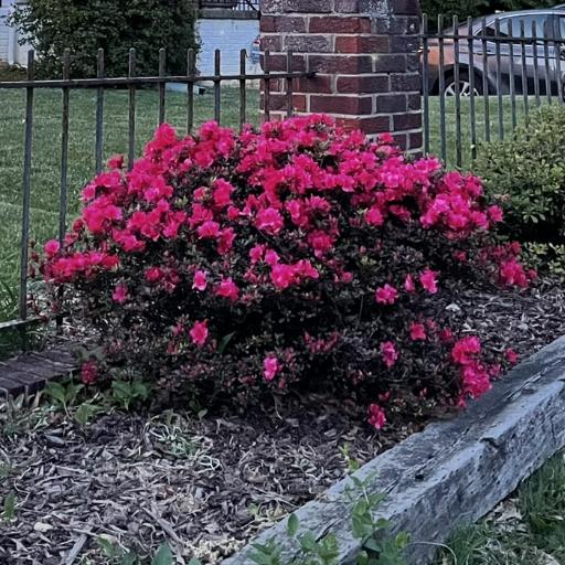 Meandmygarden