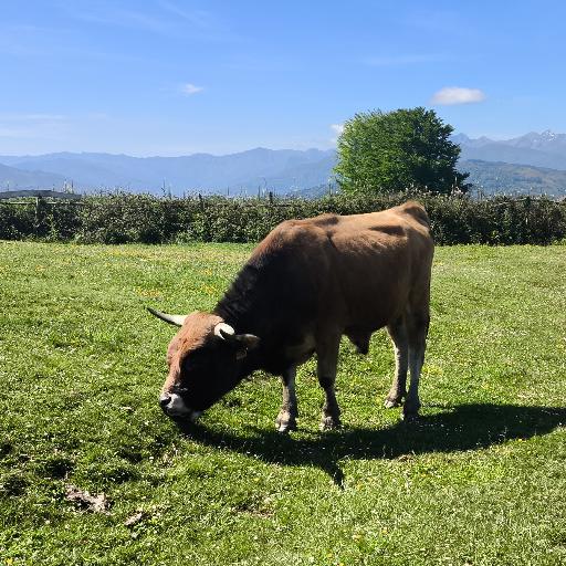 txarys