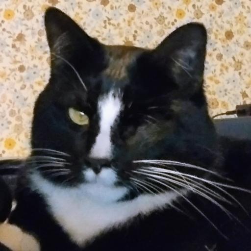 AttakiThaCat