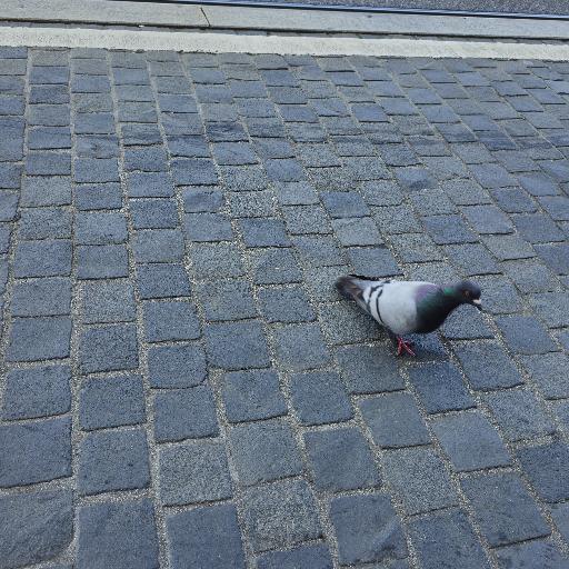 Pigeon24