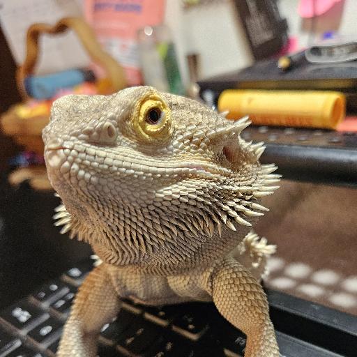 Eddabajedda
