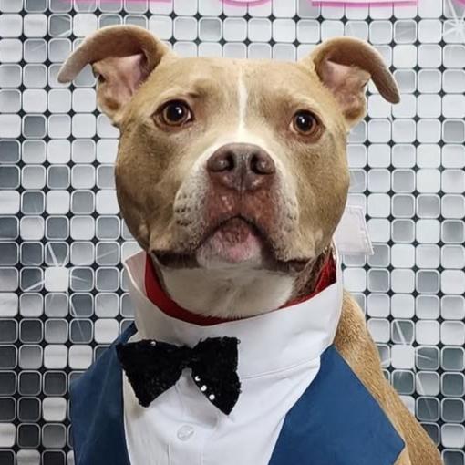 Kobe_the_Staffie