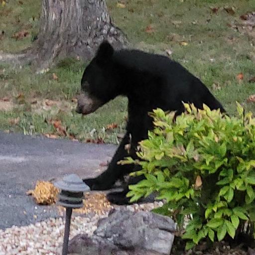 BearLandLord
