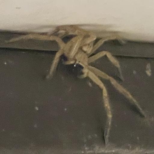 HuntsmanSpider