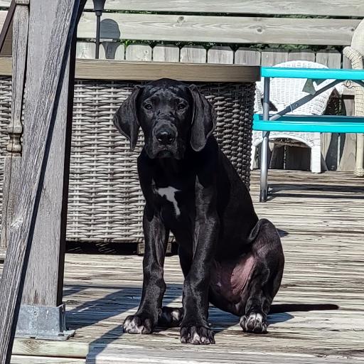 K9Leader