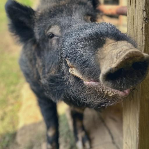 WooPig479