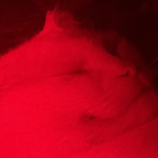 Gifle
