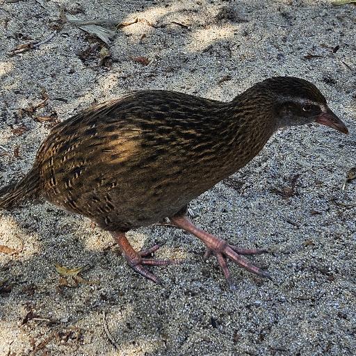 Weka