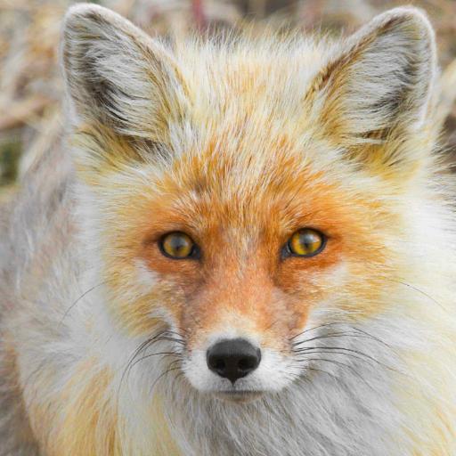 IndoFox