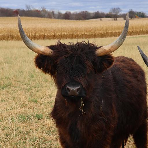 FluffyCows