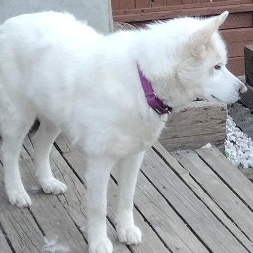 SnickleFritz1