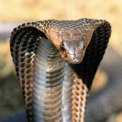 Venombites