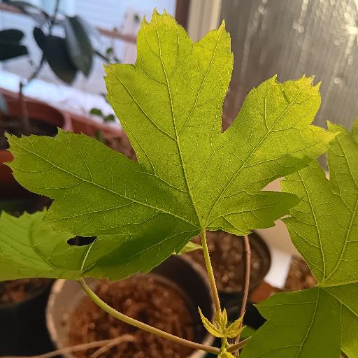 blind_maples_bluff