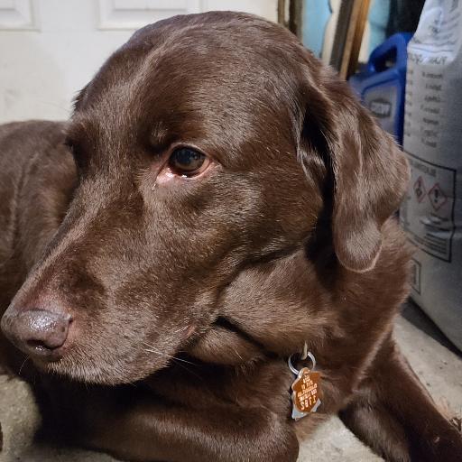 hersheygirl