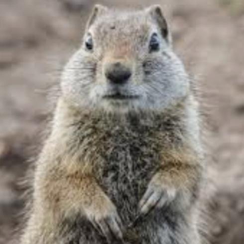 dirtygopher