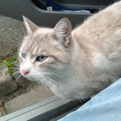 miaou86