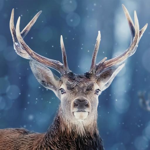 Capreolus