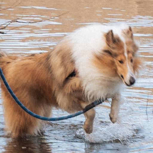MetaDoggo