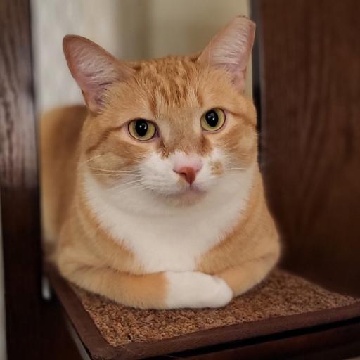 NeoTheCat