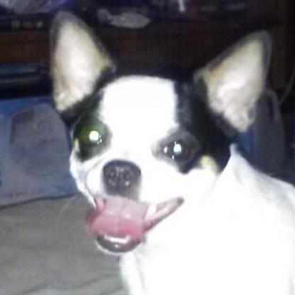 killachihuahua