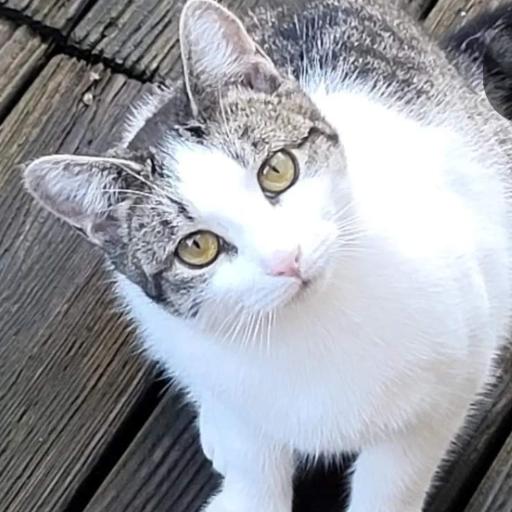 frankicat