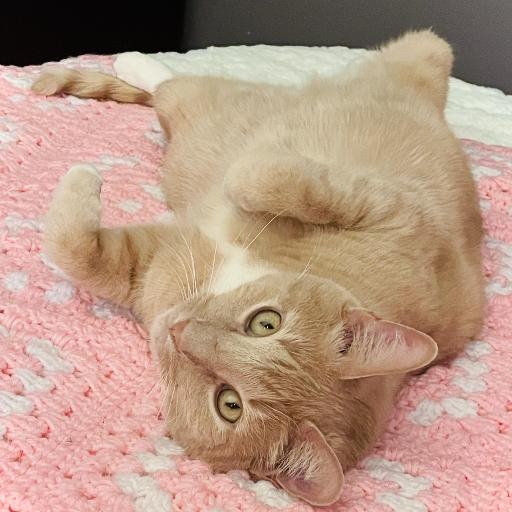 AlvinCatt