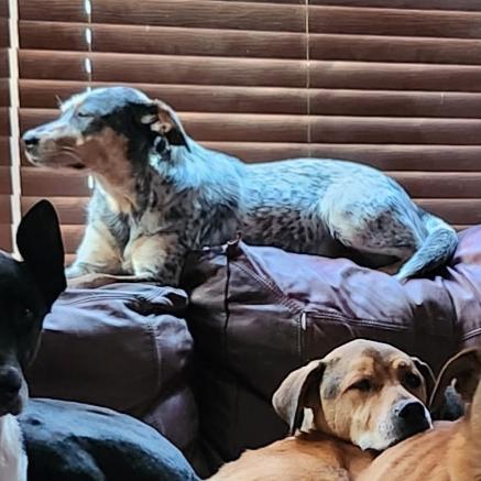 LivingwithDogs