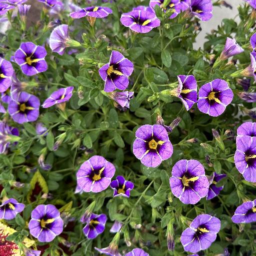 Purplicious