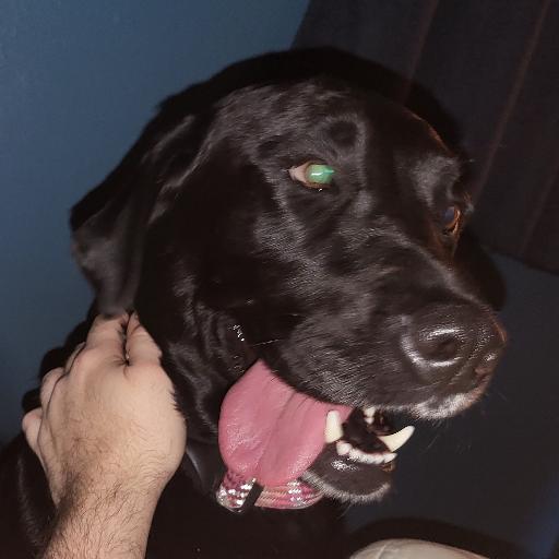 wentzee