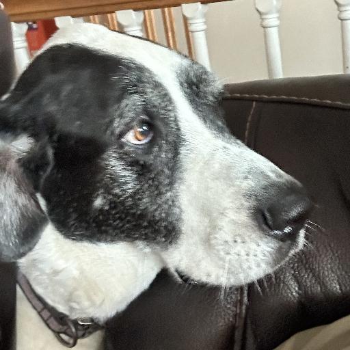 OldBaldGuy