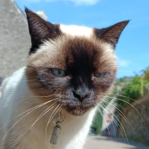 LeChat_DeCombourg