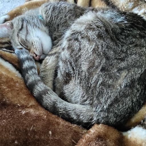 olivercat