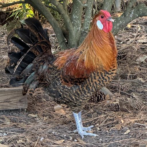 Mad_Rooster