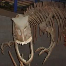 Allosaur